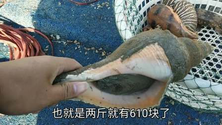 南澳岛赶海日记 彪哥出海捕鱼，捕到巨大的海螺跟大花蟹卖4千，捕鱼选位置太重要