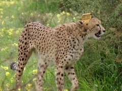 假如动物会摄影（Animals with Cameras）第2集：猎豹“自拍”捕羚羊