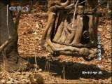 动物世界 动物世界 2010年 第156期
