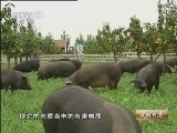生财有道 [生财有道]快乐黑猪 健康财富(20120920)