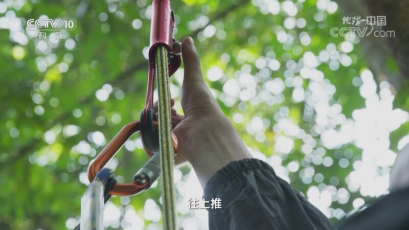 地理中国 《地理·中国》 20200827 植物传奇·林中秘境