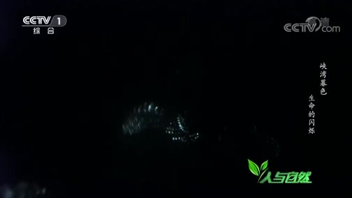 人与自然 《人与自然》 20191021 峡湾暮色 生命的闪烁
