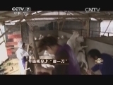 致富经 《致富经》 20150311 崇明岛上“凌一刀”
