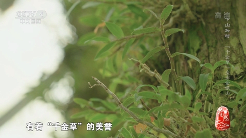 记住乡愁第八季 《记住乡愁》第八季 20220218 下山头村——“千金草”垒出金银山