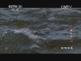 动物世界 《动物世界》 20140828 熊出没（下）