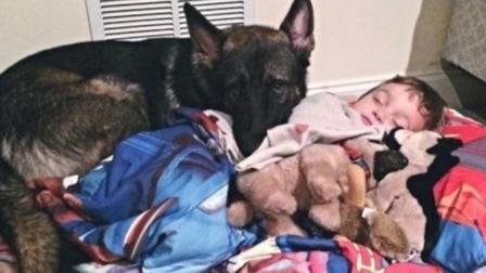 聊斋怪谈 4岁小宝宝 和一只德牧犬的故事 看完想养狗