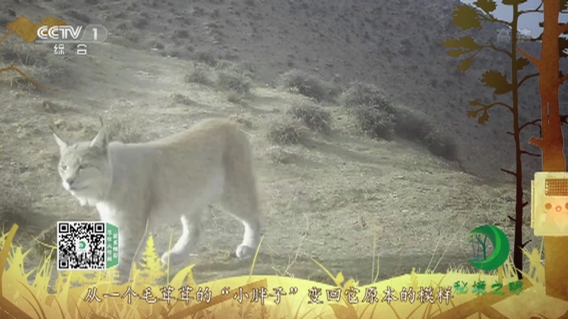 秘境之眼 《秘境之眼》 猞猁 20220703
