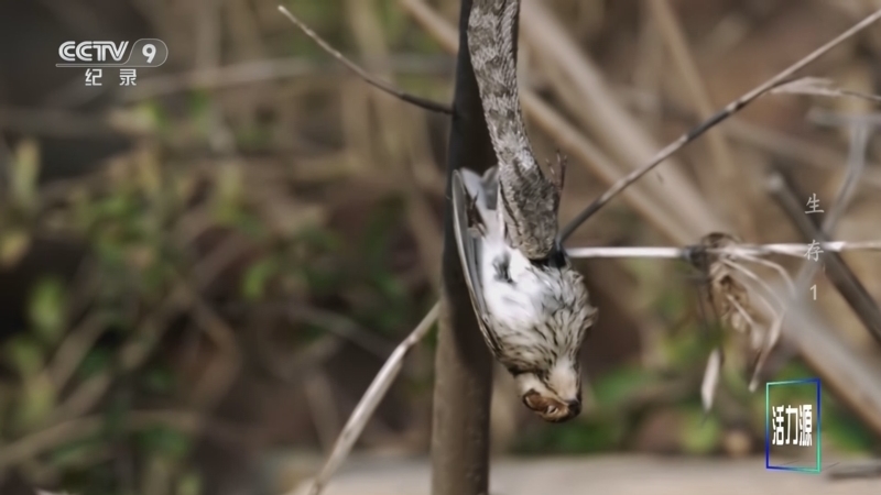 《生存》 第1集 盛宴