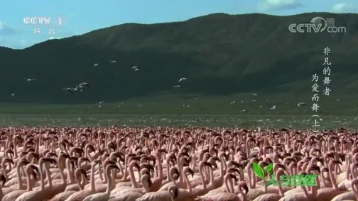 人与自然 《人与自然》 20200615 非凡的舞者——为爱而舞（上）