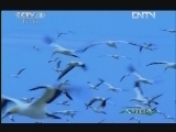 人与自然 《人与自然》 20121024 自然启示 集群的奥秘—冲破重围