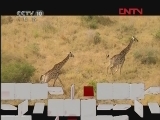 动物猎杀现场（二）[自然传奇] 20120223