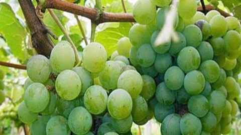 乐活好正点 法式魅力甜点