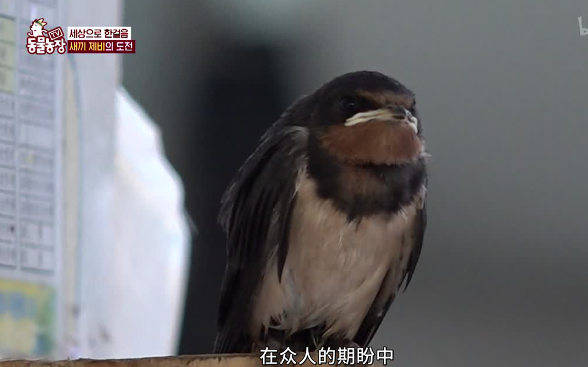 占领水产市场的动物