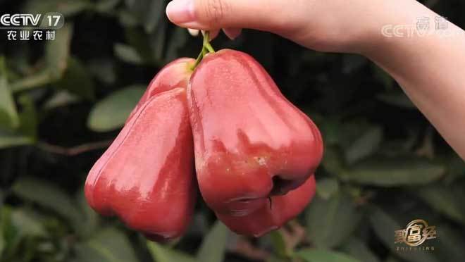 致富经 《致富经》 20200709 巧种莲雾 价格逆袭