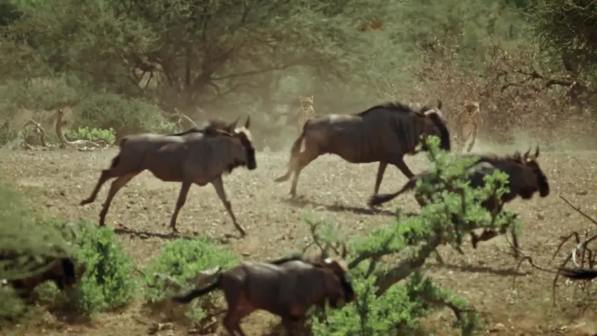 《大猫捕食记》第1集