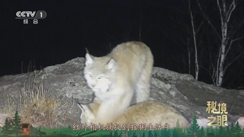 秘境之眼 《秘境之眼》 猞猁 20250912