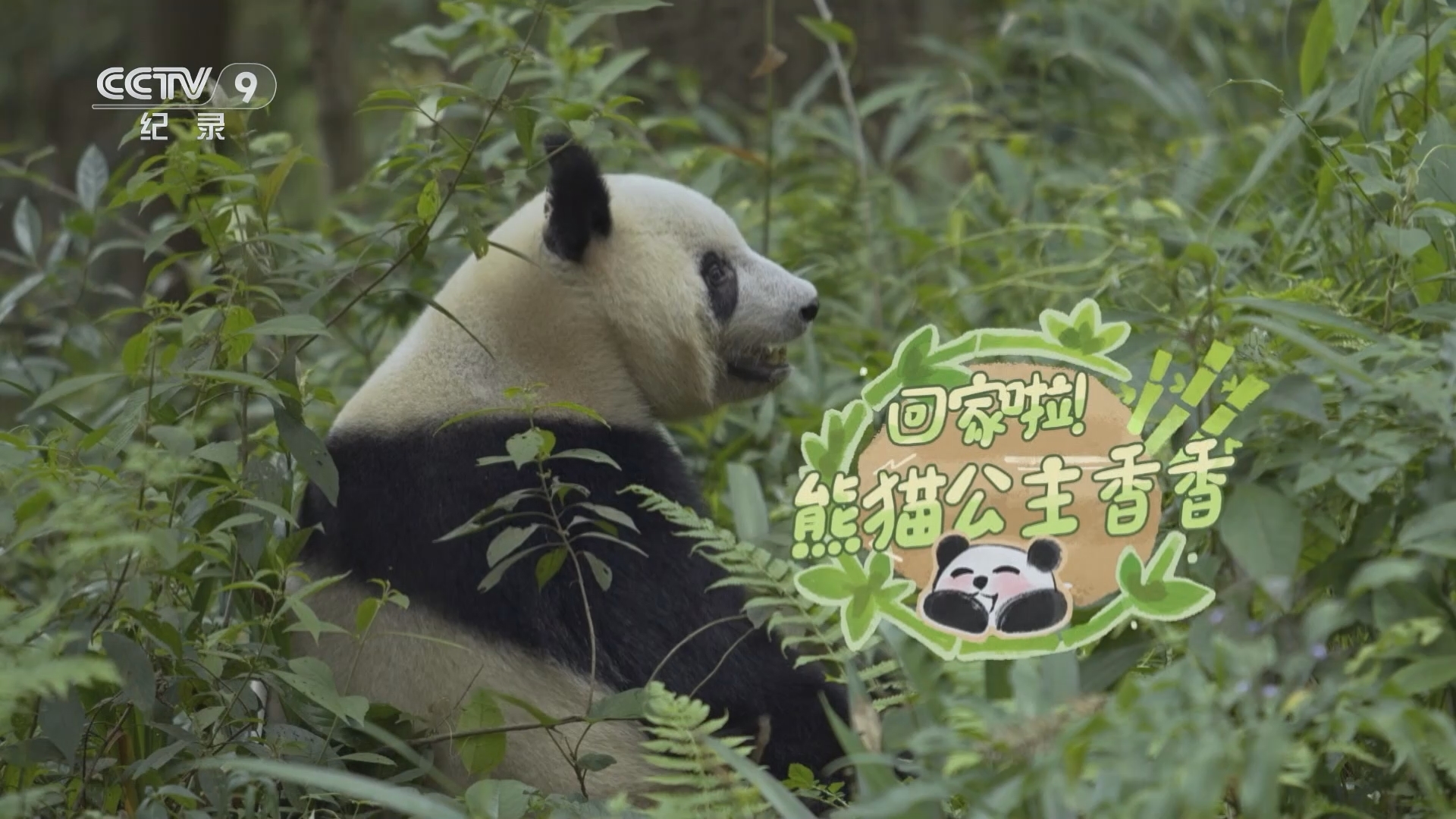 《回家啦！熊猫公主香香》