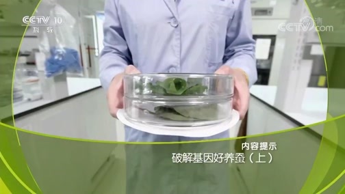 走近科学 《走近科学》 20190708 破解基因好养蚕（上）