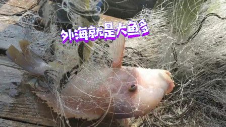 南澳岛赶海日记 小伙清晨出外海捕鱼，捕到一条价值1000多的海货，刚到鱼排抢着要