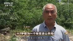 致富经 [致富经]62岁因为一个秘密进山养鸡 20160727