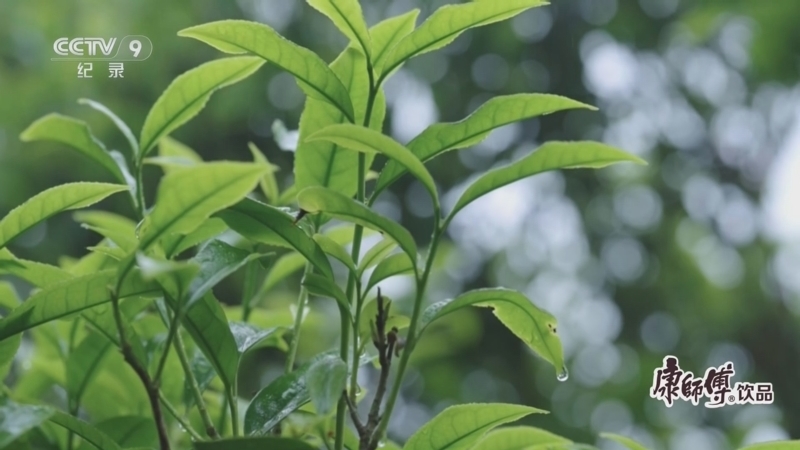 《茶的传人》 第3集 栖梧 凤凰单丛 第一集