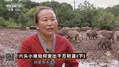 致富经 [致富经]六头小猪如何变出千万财富（下） 20160928