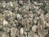 焦点访谈 《焦点访谈》 20160812 海洋沙漠变牧场