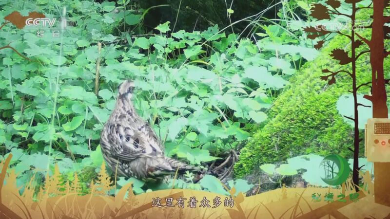 秘境之眼 《秘境之眼》 豪猪 20230704