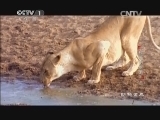 动物世界 《动物世界》 20141101 鳄鱼的眼泪（三）