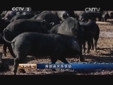 生财有道 《生财有道》 20140319 豫剧演员养香猪