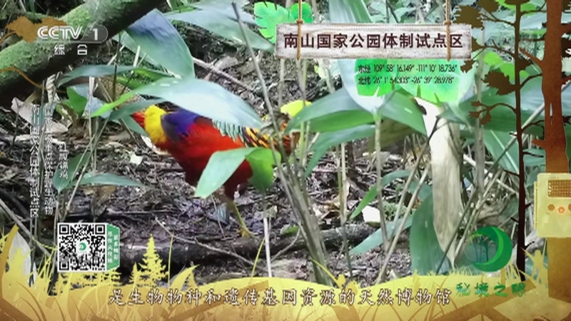 秘境之眼 《秘境之眼》 红腹锦鸡/毛冠鹿/猪獾/白颈长尾雉/豹猫/白鹇/鸳鸯 20220209