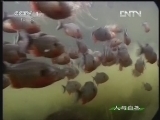 人与自然 《人与自然》 20130110 自然启示 集群猎手
