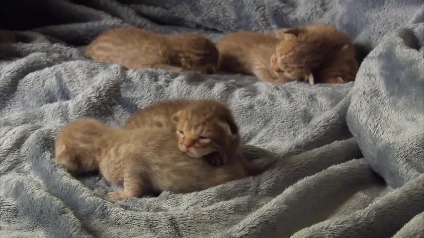 《萌宠成长记第二季》第3集