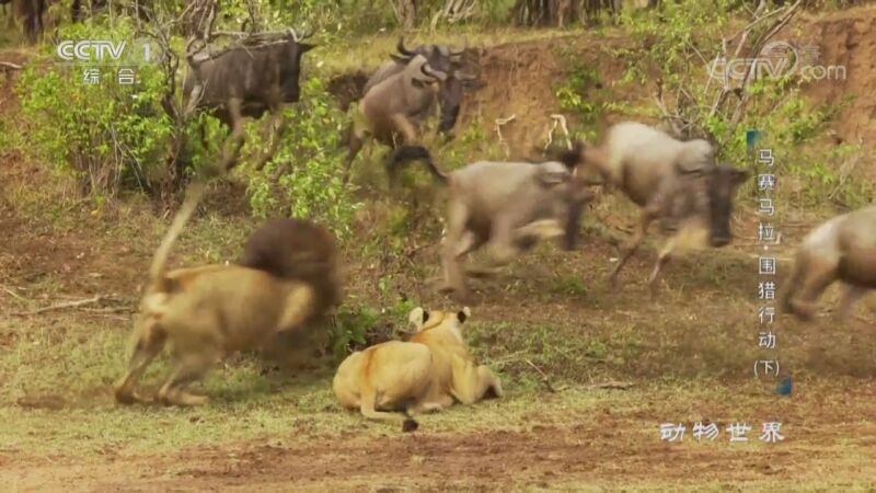 动物世界 《动物世界》 20201115 马赛马拉·围猎行动（下）