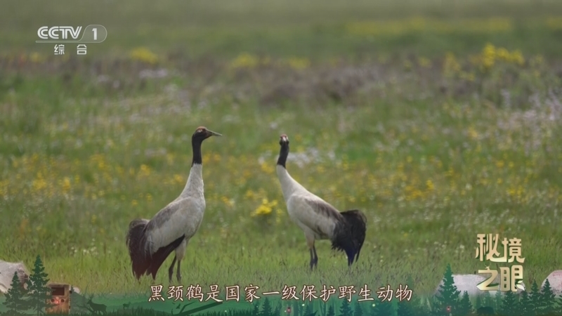 秘境之眼 《秘境之眼》 黑颈鹤 20251127