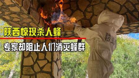 毒蜂袭击村庄（上）一个月41人被活活蜇死专家：毒蜂比人命值钱