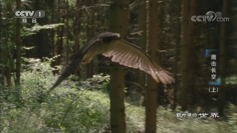 动物世界 《动物世界》 20201028 鹰击长空（上）