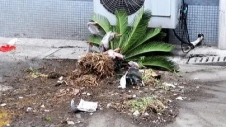34层天降花盆 警方采集指纹调查高空坠物