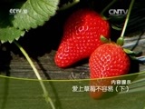 走近科学 《走近科学》 20160419 爱上草莓不容易（下）