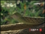 《自然传奇》 20121106 动物生存奥秘 （3）