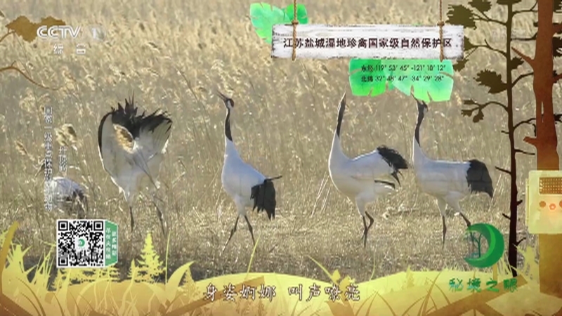秘境之眼 《秘境之眼》 朱鹮/黑颈鹤/丹顶鹤/长江江豚 20221105