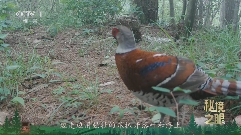 秘境之眼 《秘境之眼》 白颈长尾雉 20260604