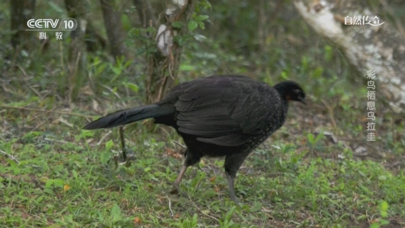 《自然传奇》 20260213 彩鸟栖息乌拉圭