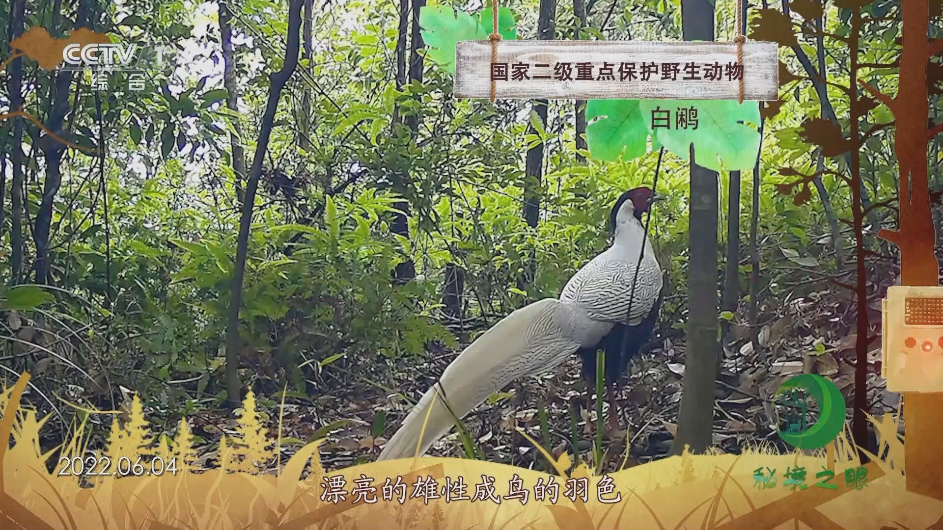 秘境之眼 《秘境之眼》 白鹇 20231220