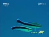 人与自然 《人与自然》 20160506 大堡礁——大自然的奇迹（上）