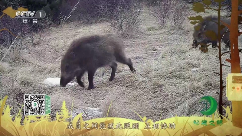 《秘境之眼》 野猪 20211109