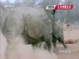 动物世界 《动物世界》 20170224 热血狮兄弟