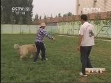 生财有道 [生财有道]与动物亲密接触——王者归来（下） 20130724