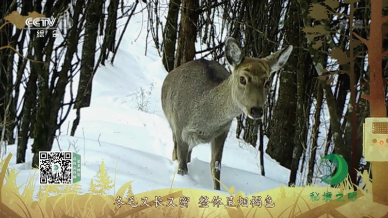 秘境之眼 《秘境之眼》 梅花鹿 20220731