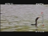 动物世界 《动物世界》 20131003 梦幻鳄鱼湖（下）